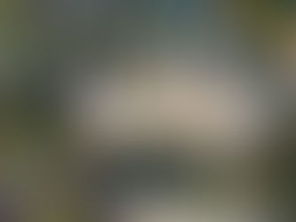 "天使のトランペット" "Angel's trumpets"