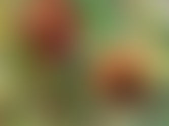 "秋の味" ”Taste of Autumn"