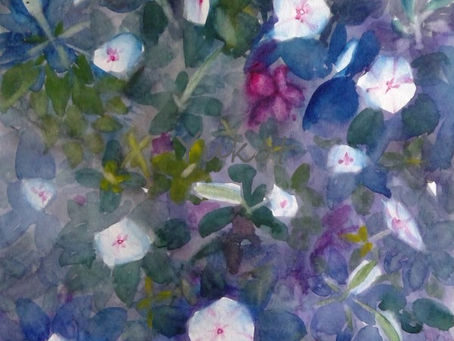 ”楽しい日日草” "Happy Vinca"