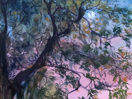 "シルキーオーク”"Silky Oak"