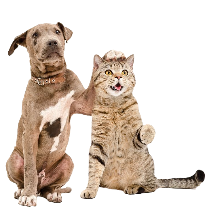 WhatsApp Image 2024-08-20 at 1.22_edited.png