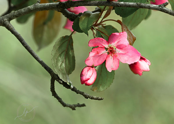 Flowers Arboretum 4-7-24 (2 of 7).jpg