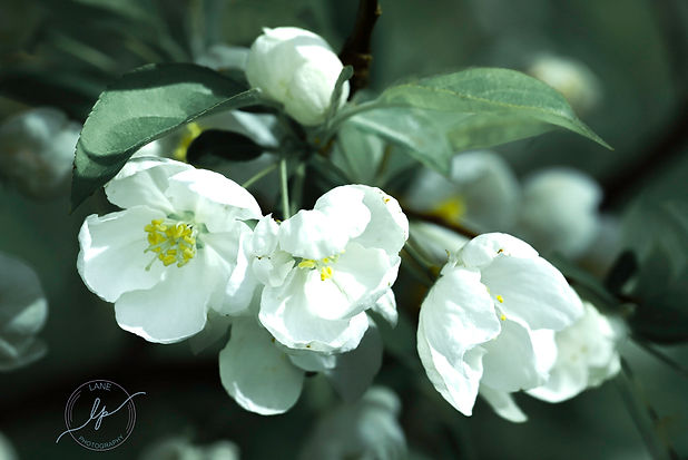 Flowers 4-8-24 Arboretum (3 of 3).jpg