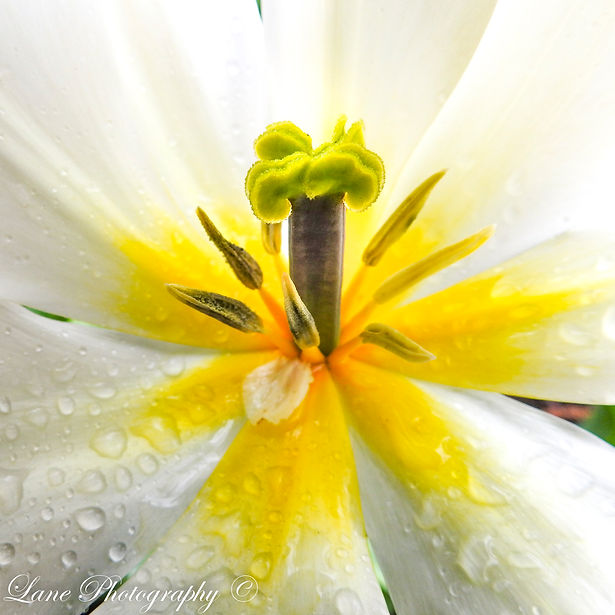 Tulip 4-11-21 1406-1406.jpg