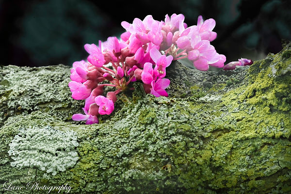 Dog Romeo Arboretum 4-9-24 (4 of 12).jpg
