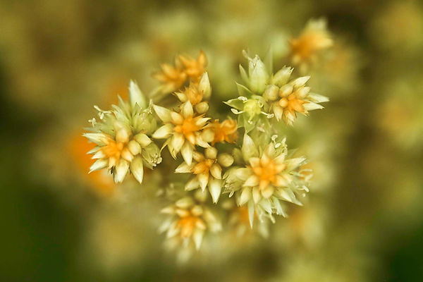 Robert's Cloudstone-3.jpg