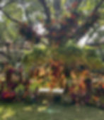 Vibrant outdoor haldi setup under tree with floral decor, white chairs, and festive sunlig