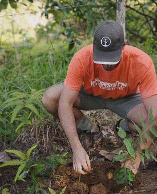 one tree planted.jpeg