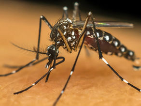 Vacinação volta à tona com aumento dos casos de dengue