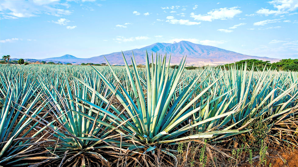 AGAVE_edited.jpg