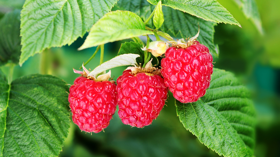 FRUTO DE FRAMBUESA