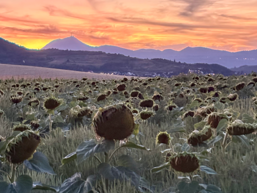 Coucher de solein et champ de tournesol