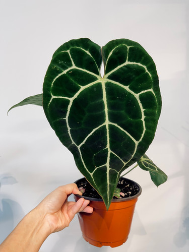 Anthurium Crystallinum Turtle 6