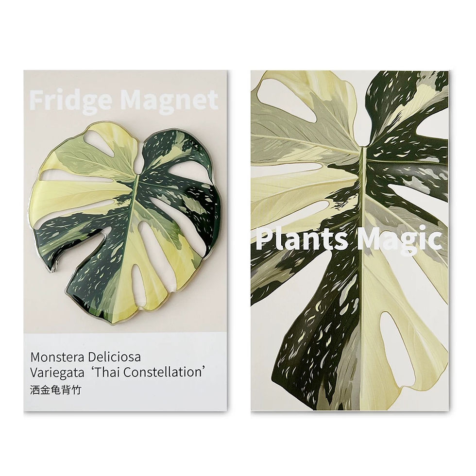 Thumbnail: Plant Magnets Monstera Collection