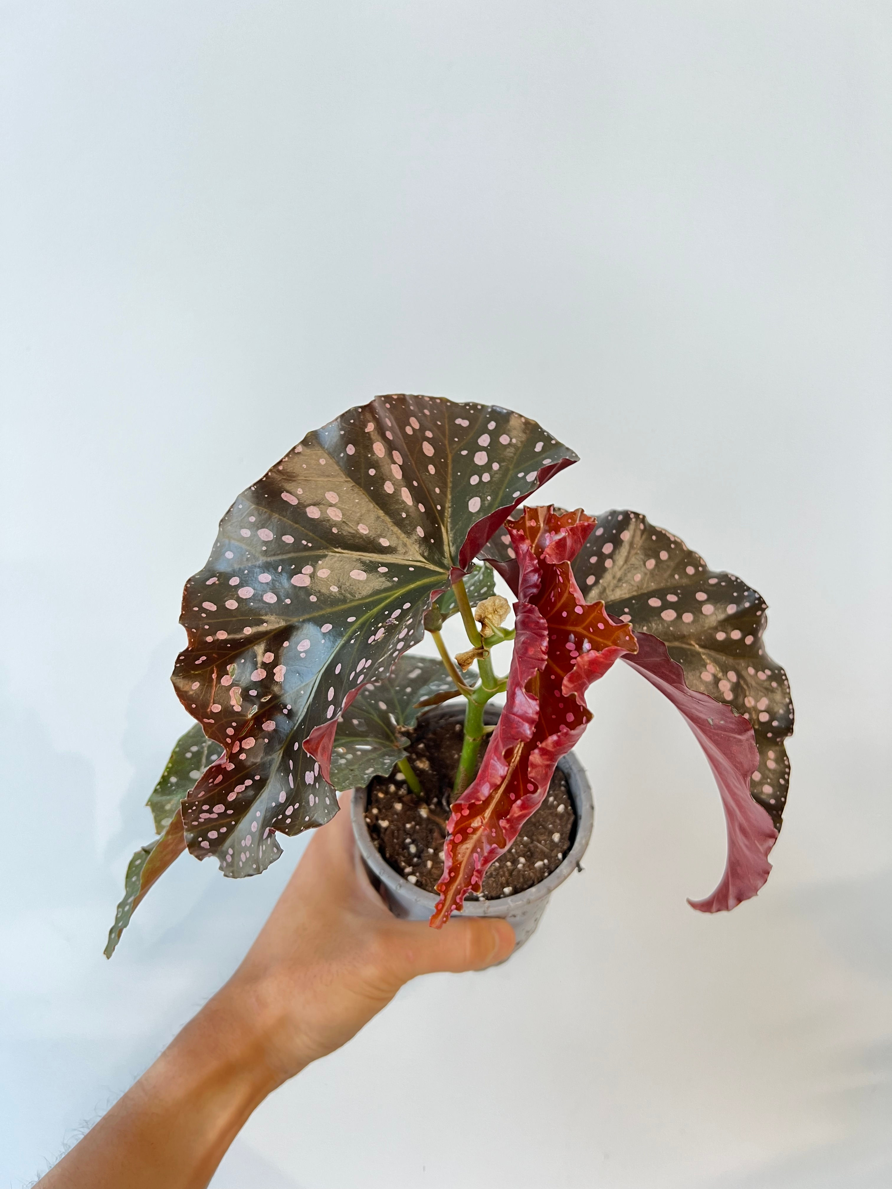 Begonia 'Cracklin' Rosie'