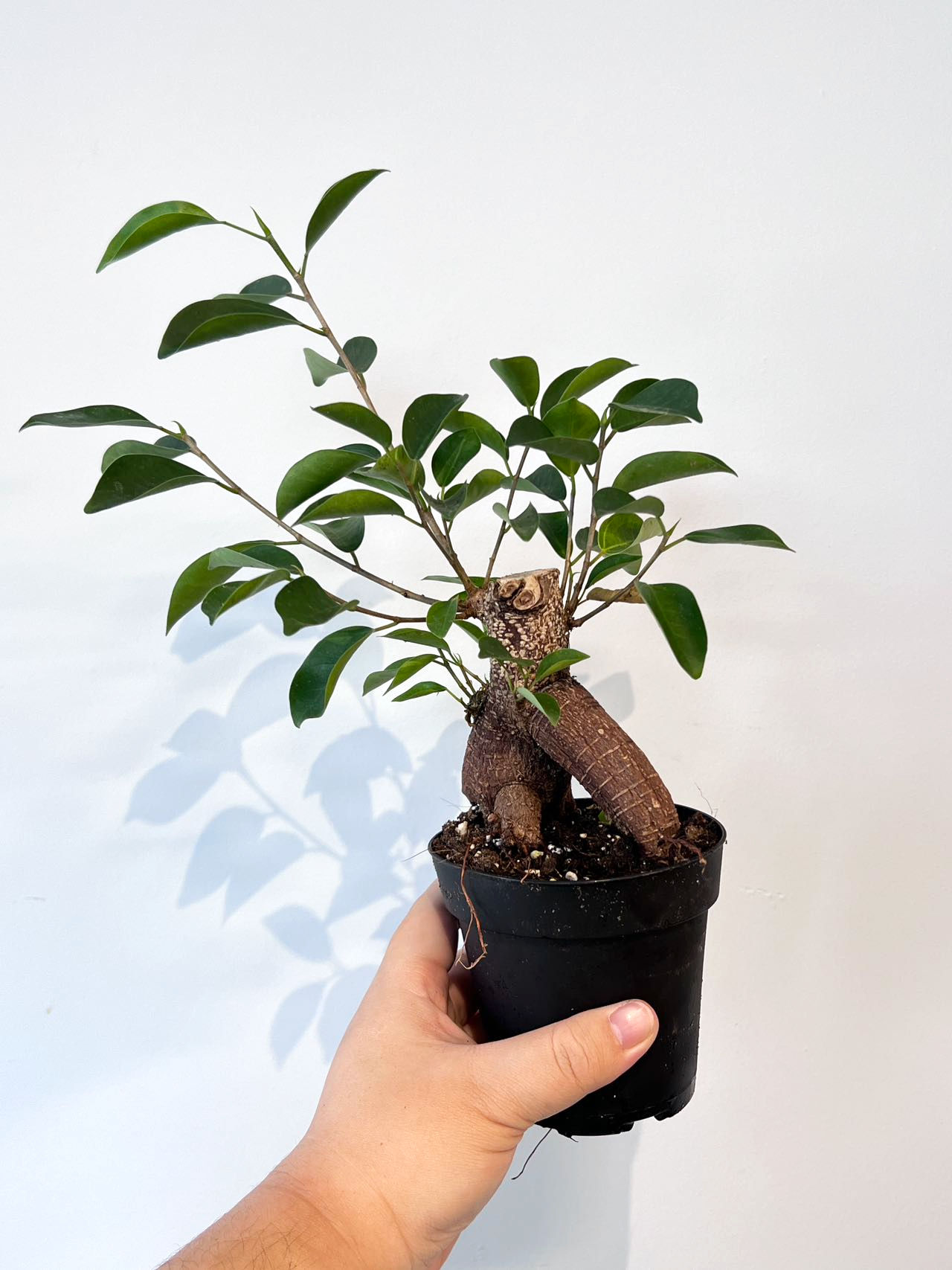 Ficus Ginseng Bonsai 4"