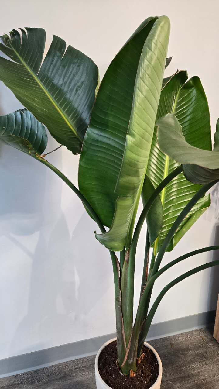 Thumbnail: Orange Bird of Paradise - 2 plants
