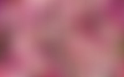 保加利亞 玫瑰花