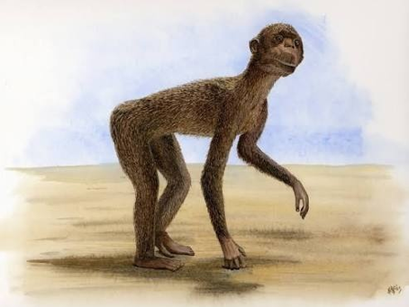 Proč se všichni lidoopi nevyvinuli v lidi, pokud jsou lidé skutečně potomky lidoopů?