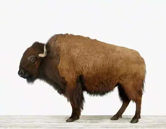 ree