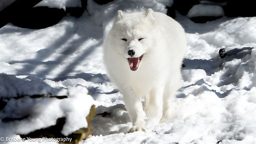 a artic fox four ai.jpeg