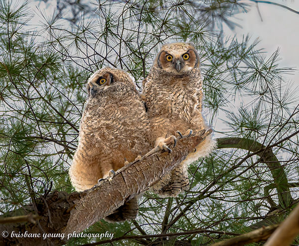 a back baby gho two.jpeg