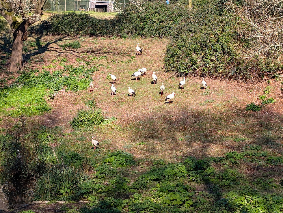 Alunos do 8.º ano exploram a biodiversidade no Parque Biológico de Gaia