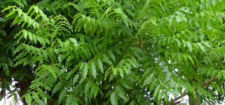NEEM.jpg