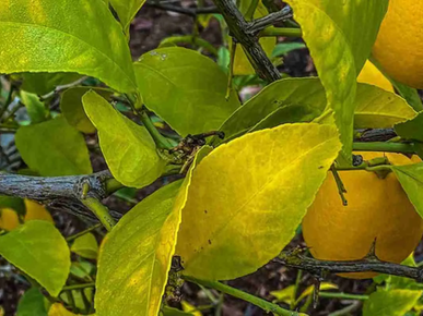 Perché le foglie del limone diventano gialle: soluzioni e consigli