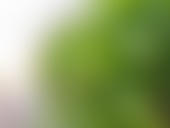 Come eliminare le Zanzare dal Giardino: Consigli Efficaci per un Ambiente Sereno