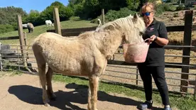 Equine ministry marks 15 years of transforming young UK lives