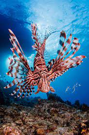 Lionfish Crete