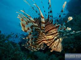 Lionfish Crete