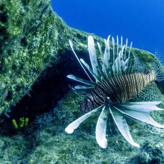 Lionfish Crete