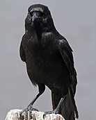 crow