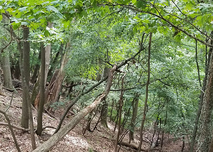 dry mesic forests
