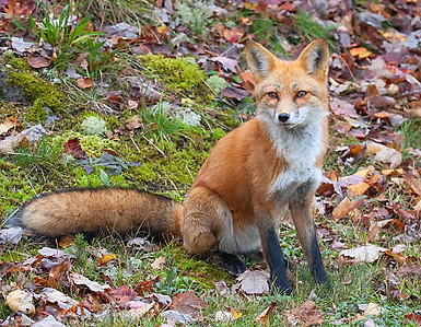 red fox