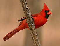 male cardinal