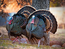 turkey