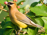 cedar waxwing
