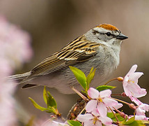 chipping sparrow