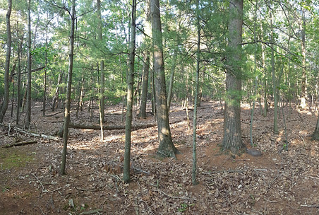 Transitional hardwood forests