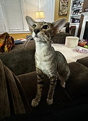 Photo of family cat Po