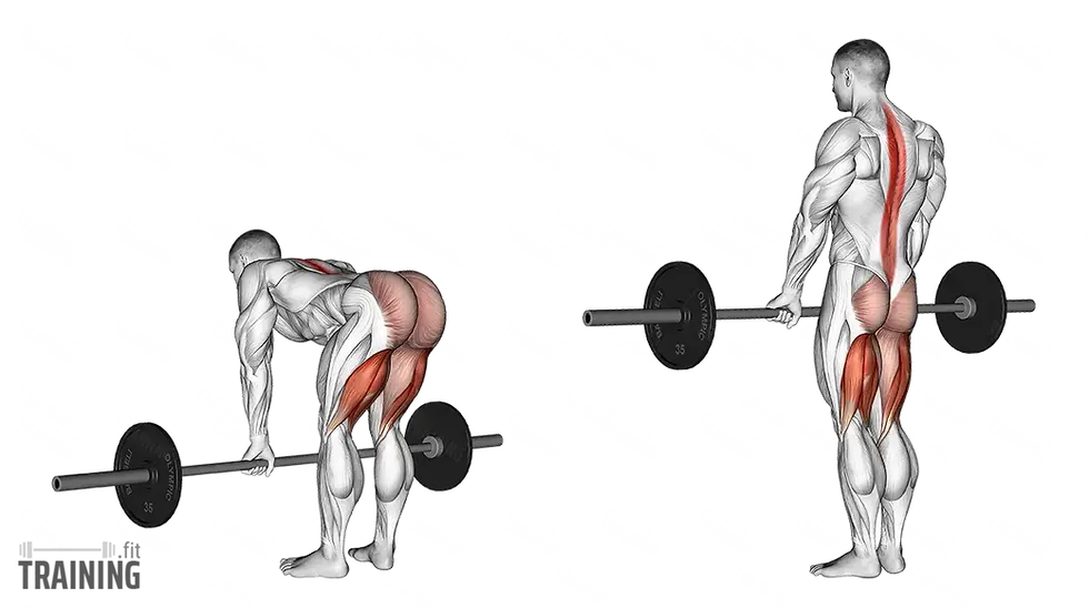 Illustration of a person doing a barbell deadlift. Muscles highlighted in red, focusing on back, glutes, and legs. Neutral background.