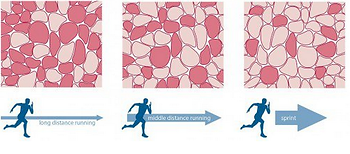 Three diagrams show muscle fibers for long, middle-distance, and sprint running. Blue silhouettes indicate running actions under arrows.