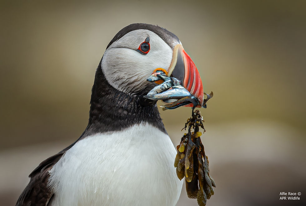 Puffin - Full Frame - 25.jpg