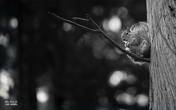 Grey Squirrel - Full Frame - Wildlife Photography - aprwildlife