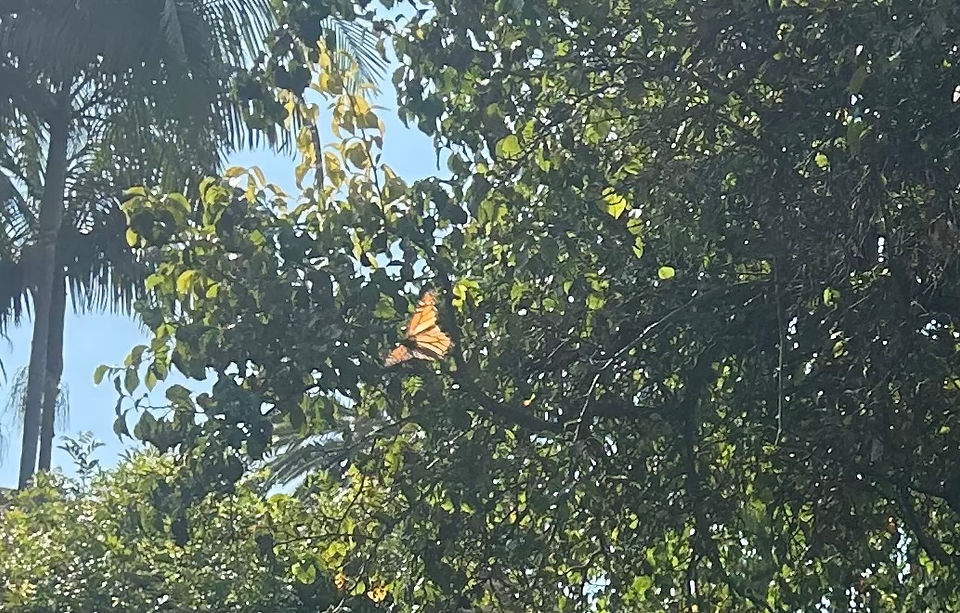 Photo of a monarch butterfly fluttering amidst a palm tree and greenery.