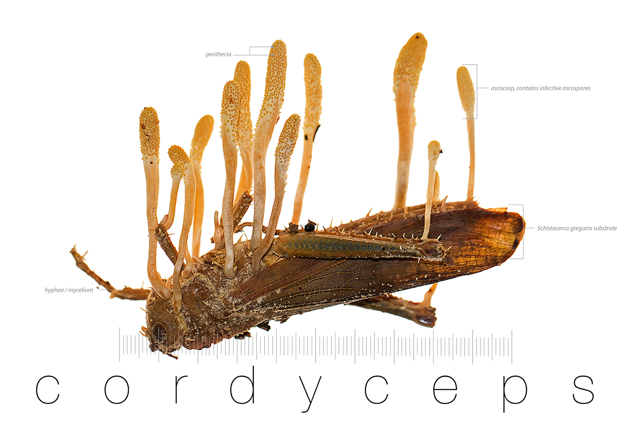Cordyceps