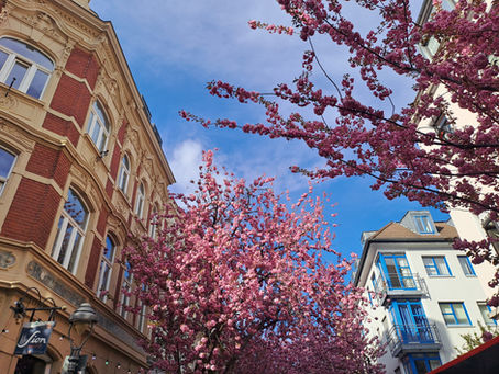 8 bulles de printemps à Bonn